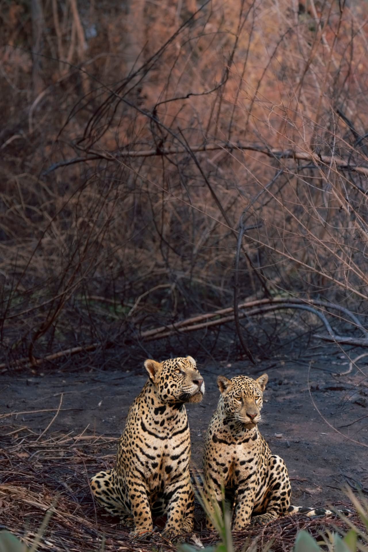 Dann Paiva's photo