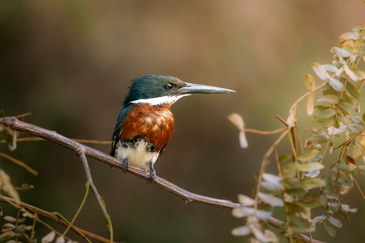 Dann Paiva's photo