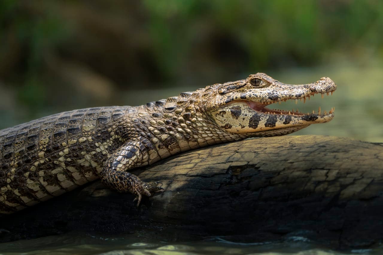 Dann Paiva's photo