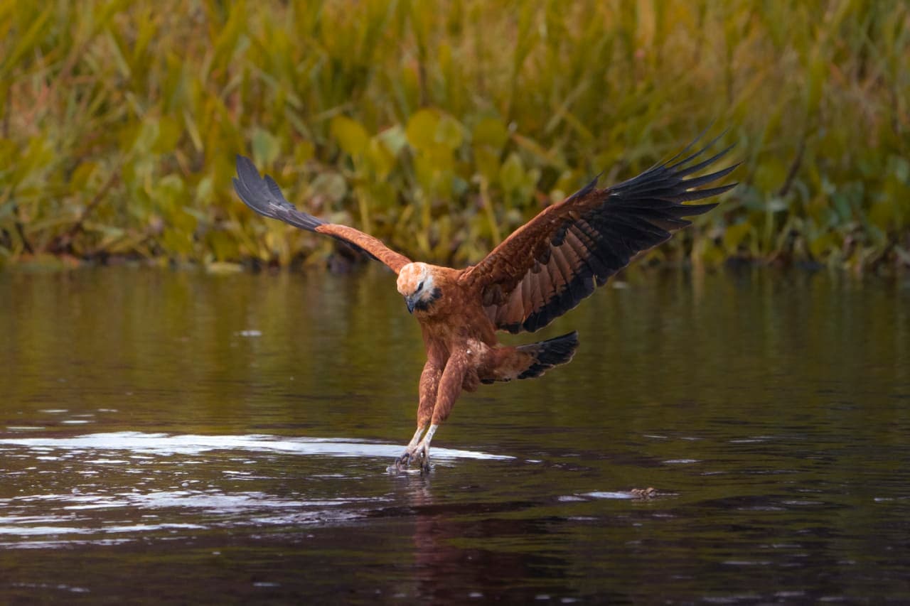 Dann Paiva's photo