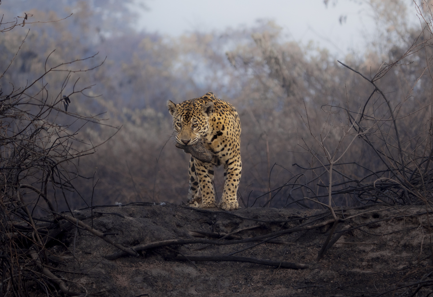 a picture of a cheetah