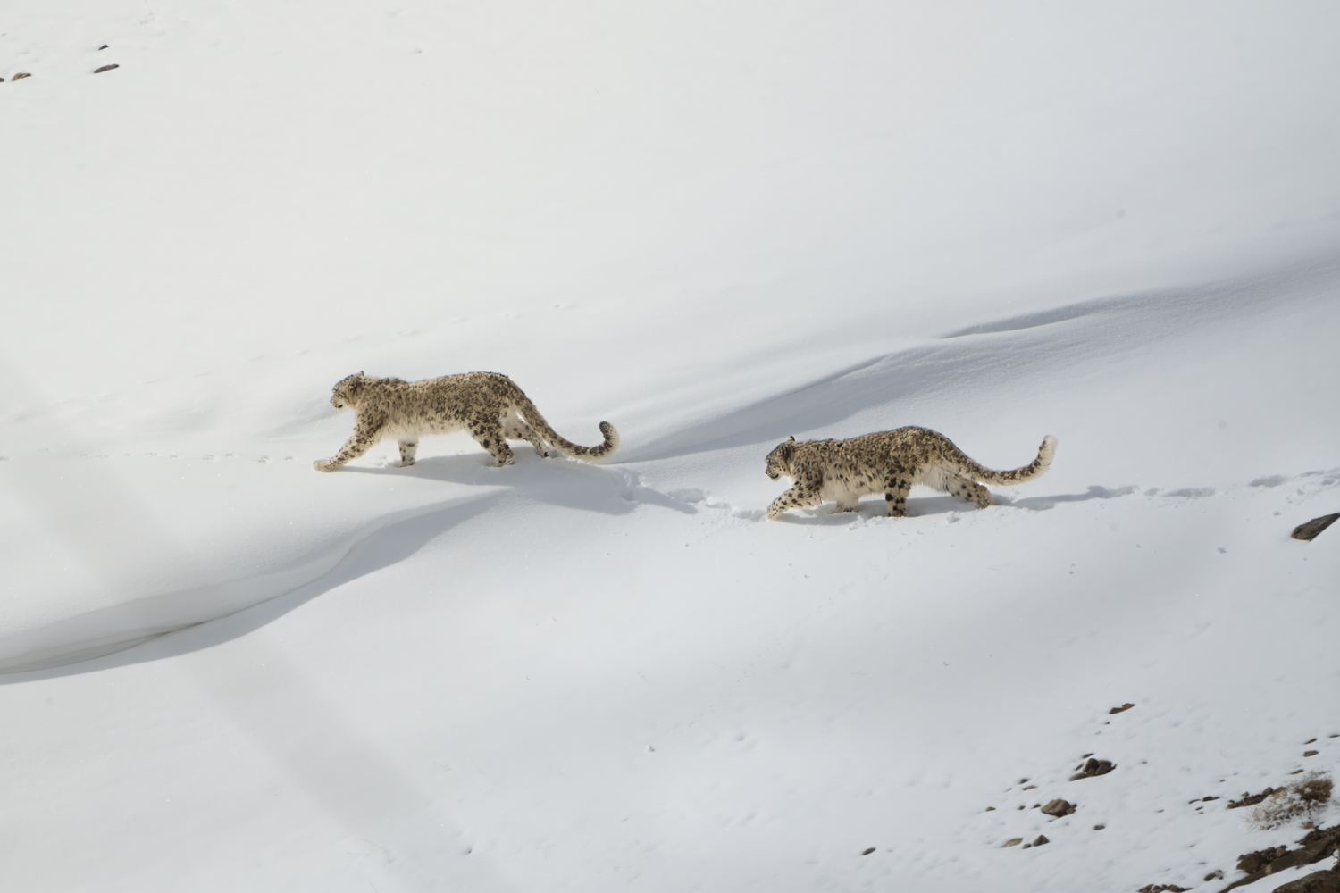 a picture of a cheetah