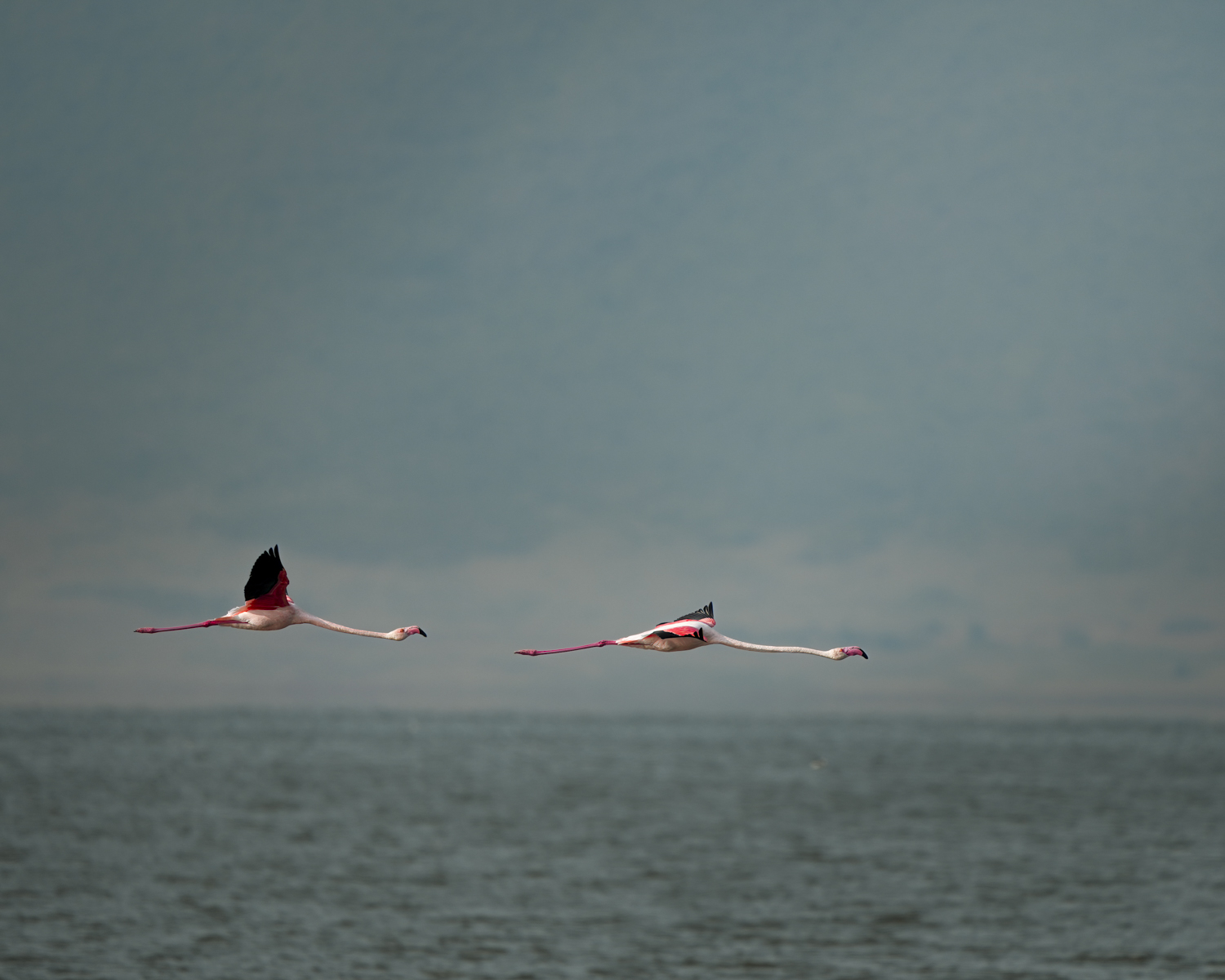 flamingos flying above the African sea