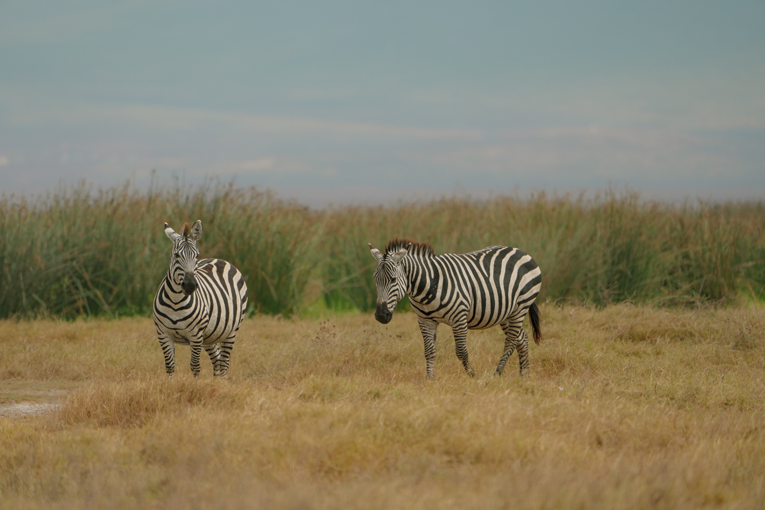 two zebras on top of a grass field